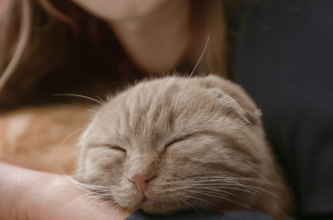 Retrato de gato