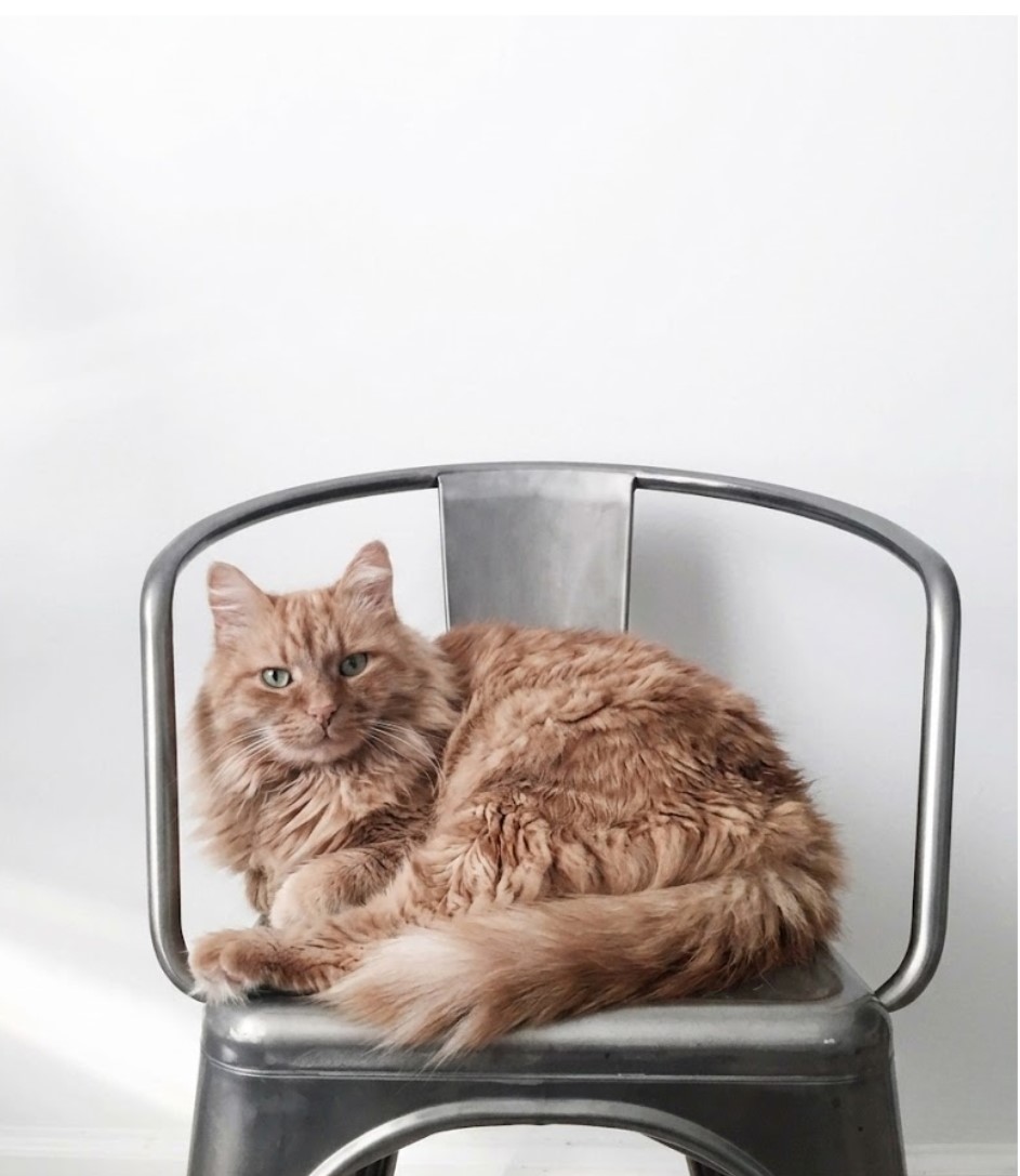 Etología Felina